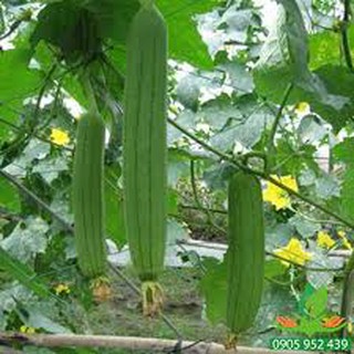 Hạt giống Mướp hương