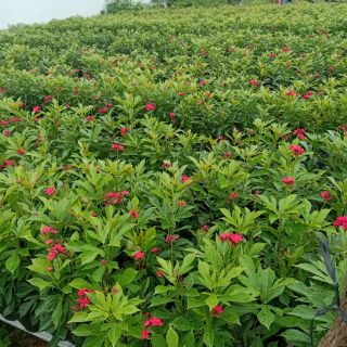Cây hồng mai ( Nhất chi mai) tặng kèm phân bón