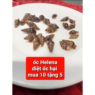 helena ốc thủy sinh