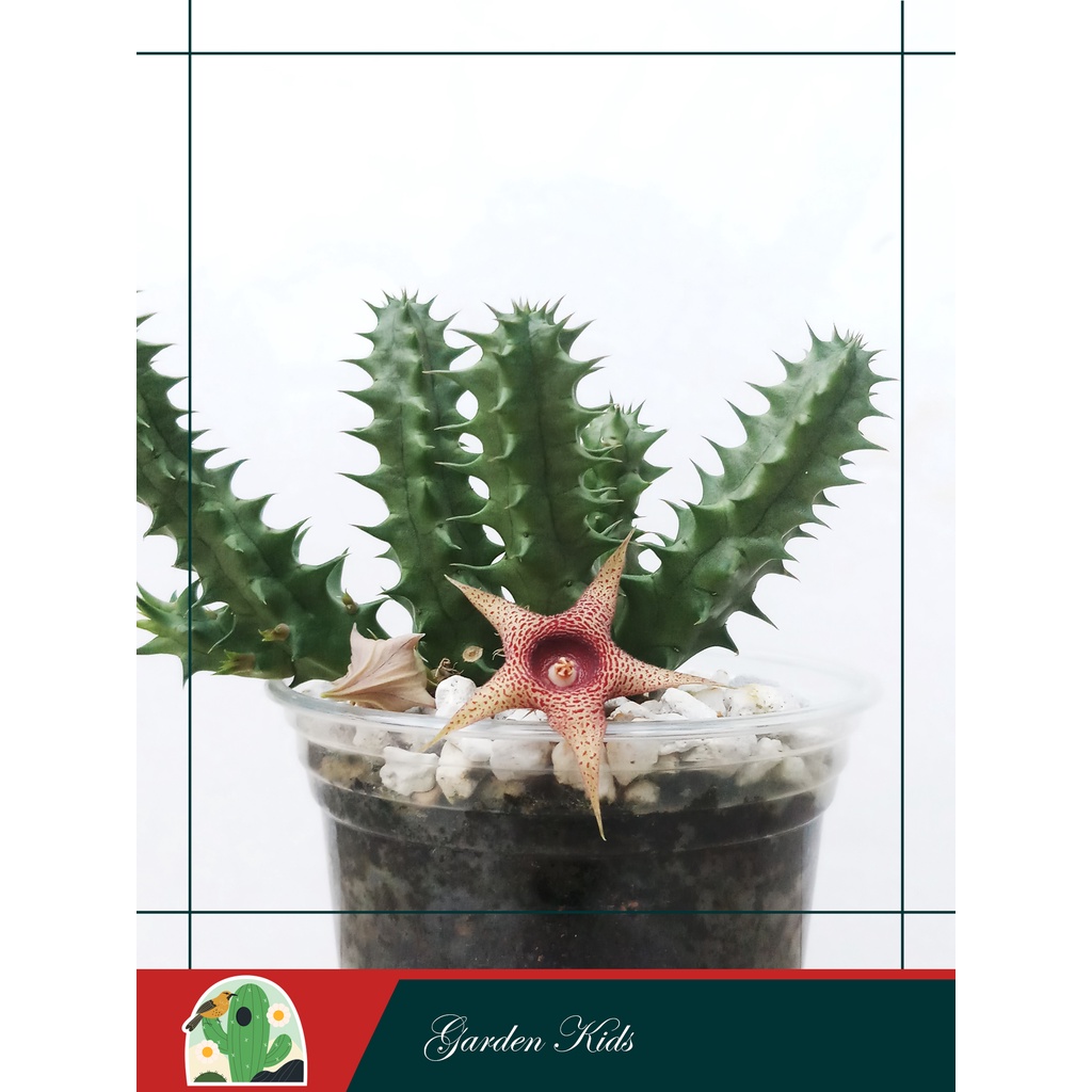 Xương rồng sao biển (Huernia Korat Star)