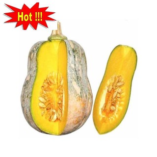 Hạt giống bí đậu - bí đỏ lai f1