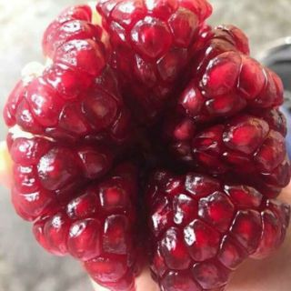 Cây giống lựu đỏ