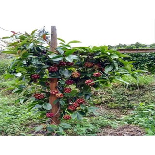 Cây giống na rừng đỏ