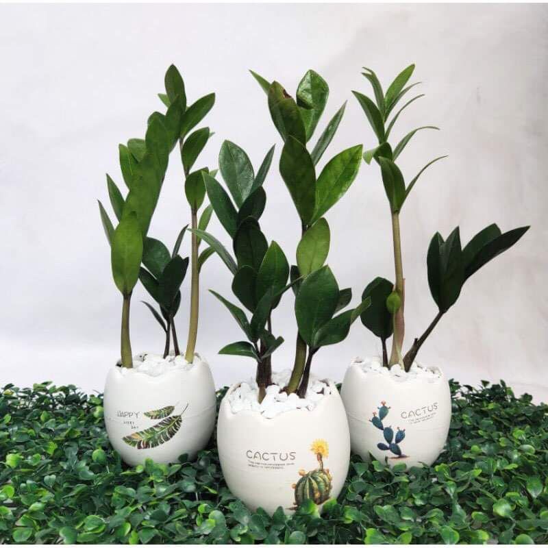 Cây kim tiền hút tài lộc (không kèm chậu)