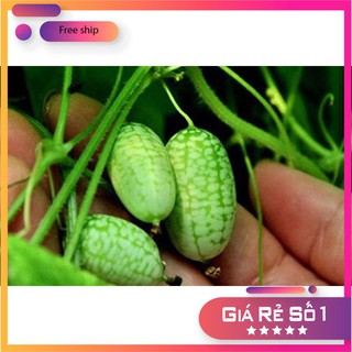 HẠT GIỐNG DƯA HẤU MINI - 10 hạt LUCKY.VN