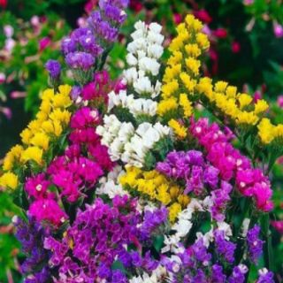 Hạt giống Hoa Salem mix nhiều màu