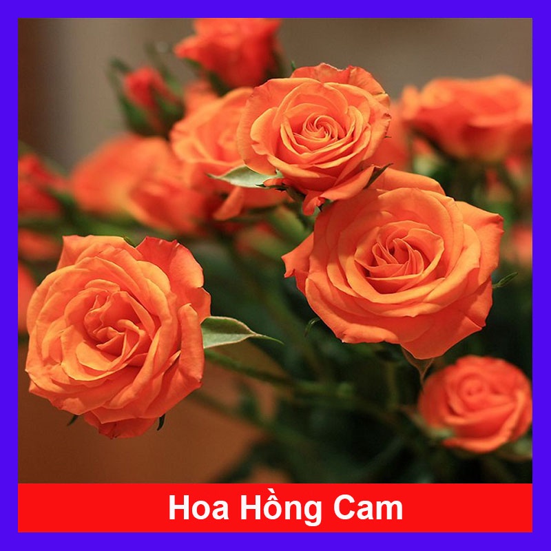 Hoa Hồng Tỉ Muội  - hoa hồng cam - cây cảnh để bàn - caykiengsadec