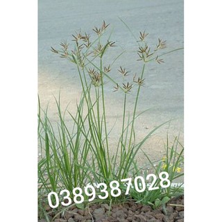 cỏ gấu,1kg(cây hương phụ)