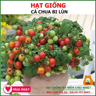 Hạt Giống Cà Chua Bi Lùn Lai F1 Sai Quả Dễ Trồng Chịu Nhiệt Tốt