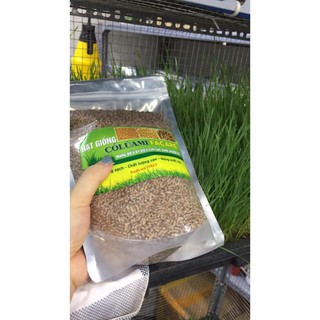 Chauho Hạt giống cỏ lúa mì