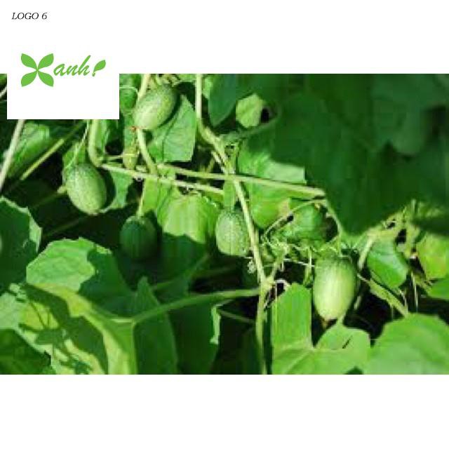 Hạt giống Dưa hấu tí hon (10 hạt)