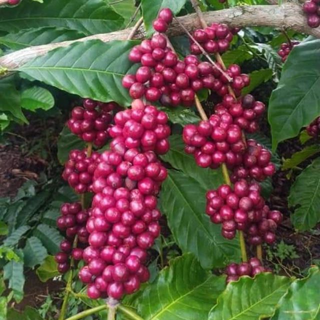 DAK Coffee Roastery