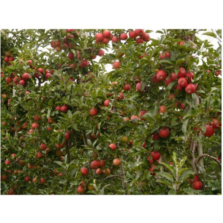 Cây giống táo đỏ, táo tây, cây bôm - Pomme-UtNho