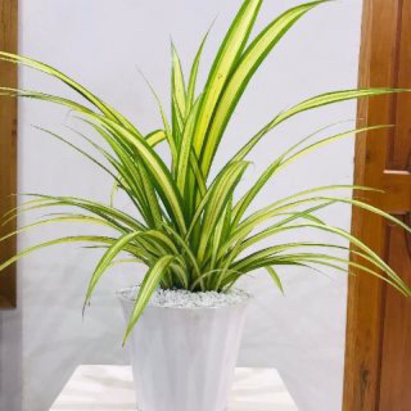 Cây dứa Thái, dứa vạn phát trồng thuỷ sinh được