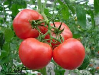 Hạt giống cà chua kháng xoăn