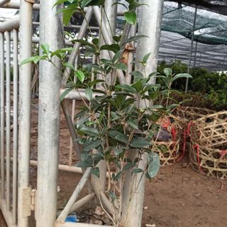 Cây mộc hương ta cao 1m hơn