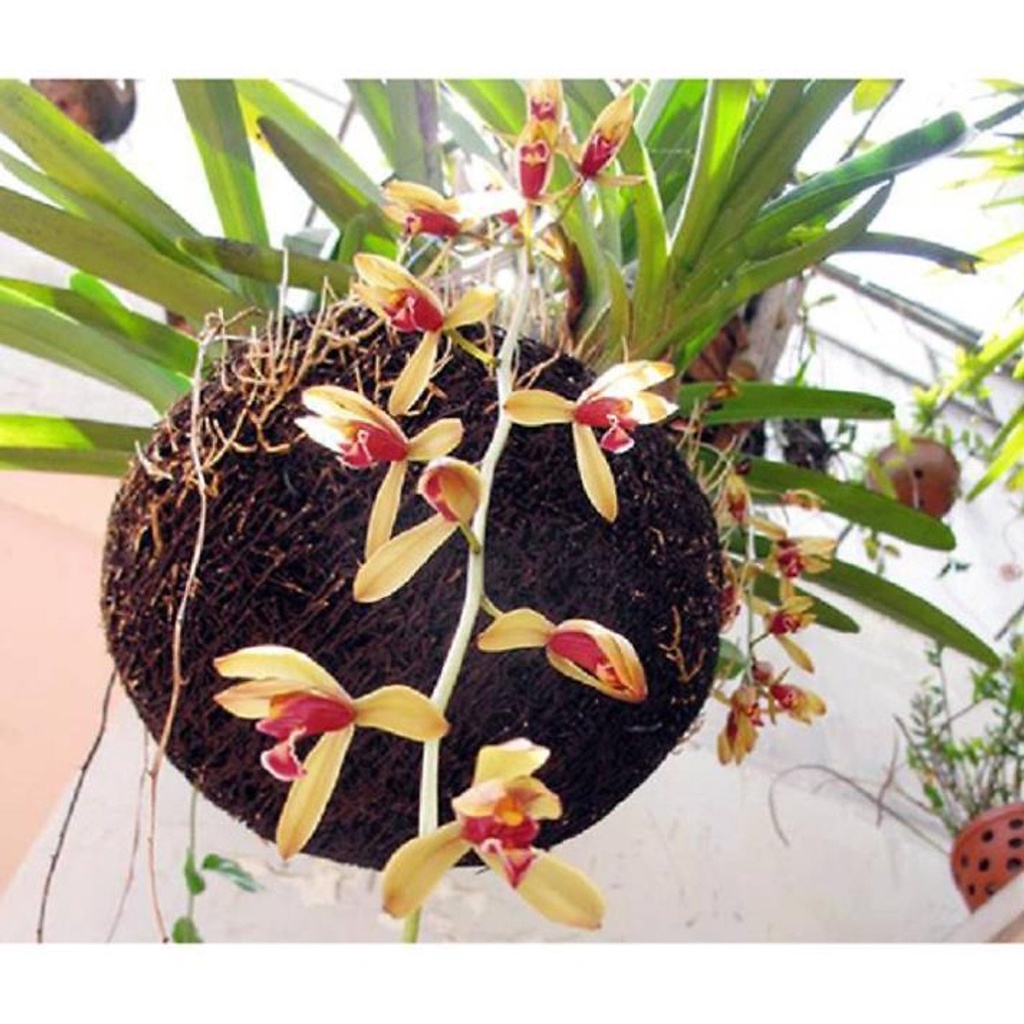 GIá sốc -- COMBO 3 THÂN ĐỊA LAN KIẾM TIÊN VŨ RỪNG