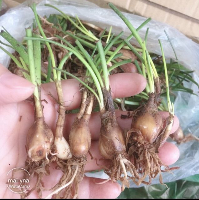 10 củ Huệ Mưa nội ngoại mix sẵn các màu