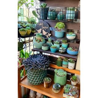 Ly gốm sứ Nhật trồng cây