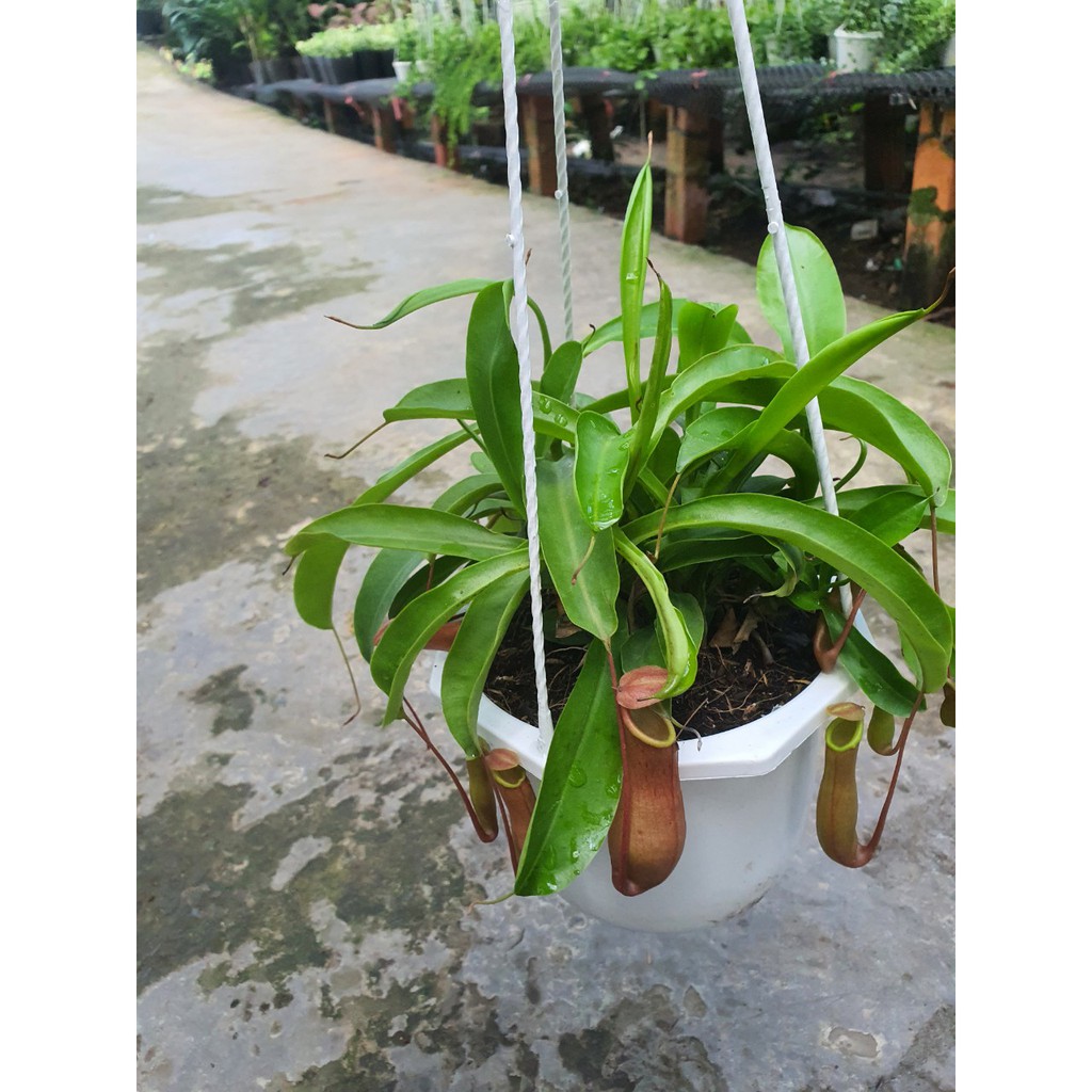 Caykiengsadec cây ăn thịt