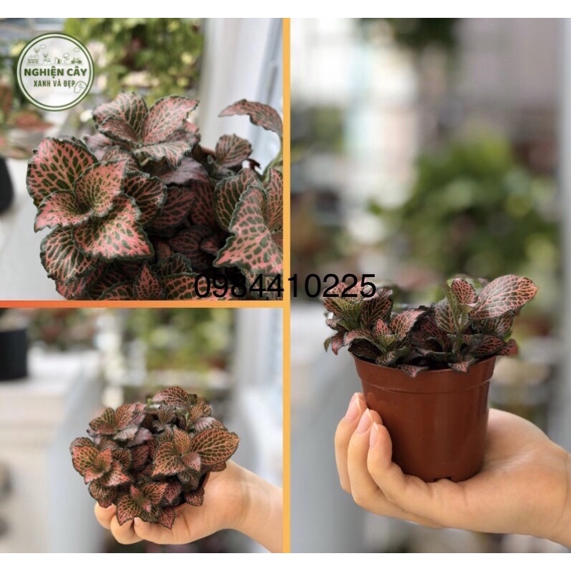 Cây cẩm nhung Fittonia, lá may mắn nhiều màu đẹp - D8 x R8 x C 10 cm - Sẵn chậu nhựa kèm theo