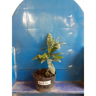 2 Cây Bạch Mai 8-12 Cánh