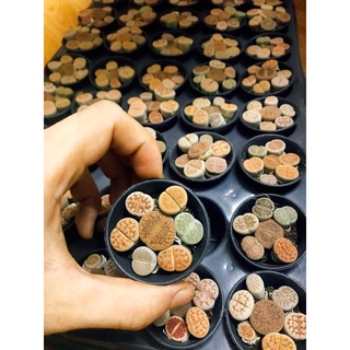 chậu 7 cây sen đá mông , sen thạch lan  , Lithops size to