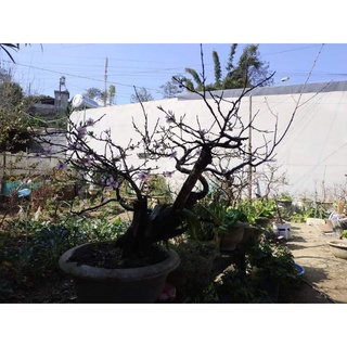 Hạt giống đào phai 5 cánh Tây Bắc (5 hạt)