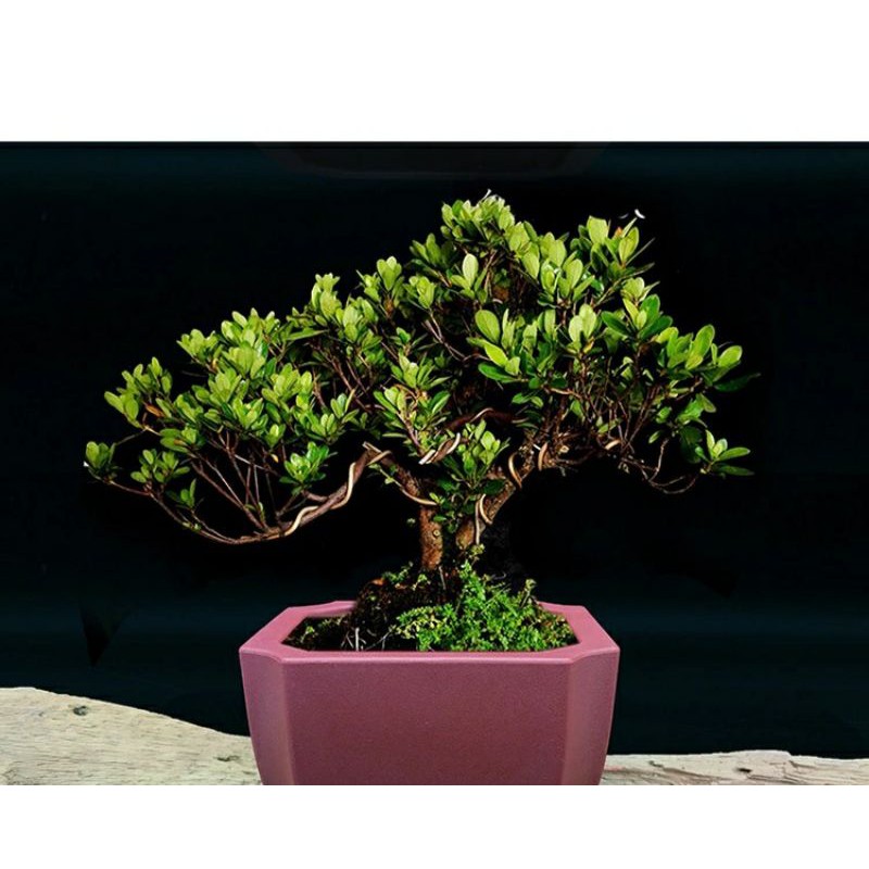 Chậu sứ nung hình vuông trồng cây bonsai cây cảnh loại tốt