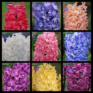 Củ hoa tiên ông đã nhú mầm (có củ đất & nước)