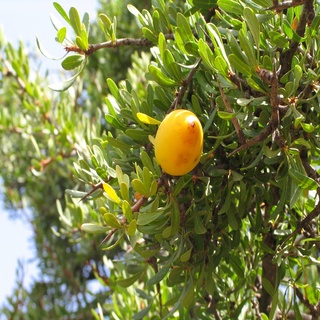 DẦU ARGAN ( Argan Oil )  100ml