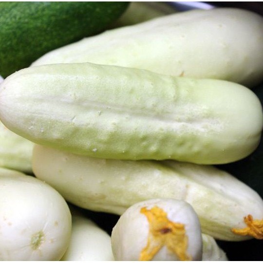 Hạt giống dưa chuột nếp, dưa chuột Thái, dưa chuột mèo, dưa chuột trắng, dưa chuột sọc, dưa chuột bào tử cao sản F1