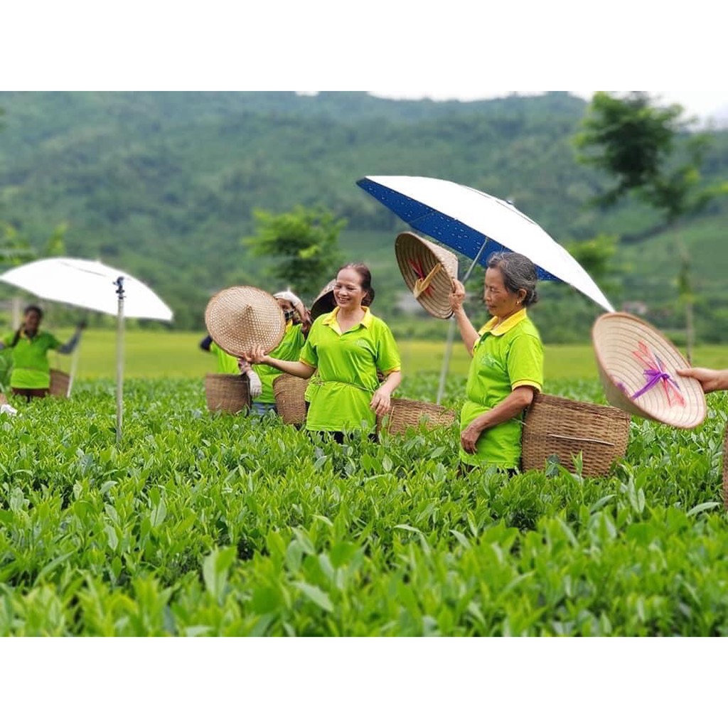 Trà Tấm Pha Trà Đá Chè Tân Cương Pha Trà Trà Thái Nguyên Tiêu Chuẩn VietGap