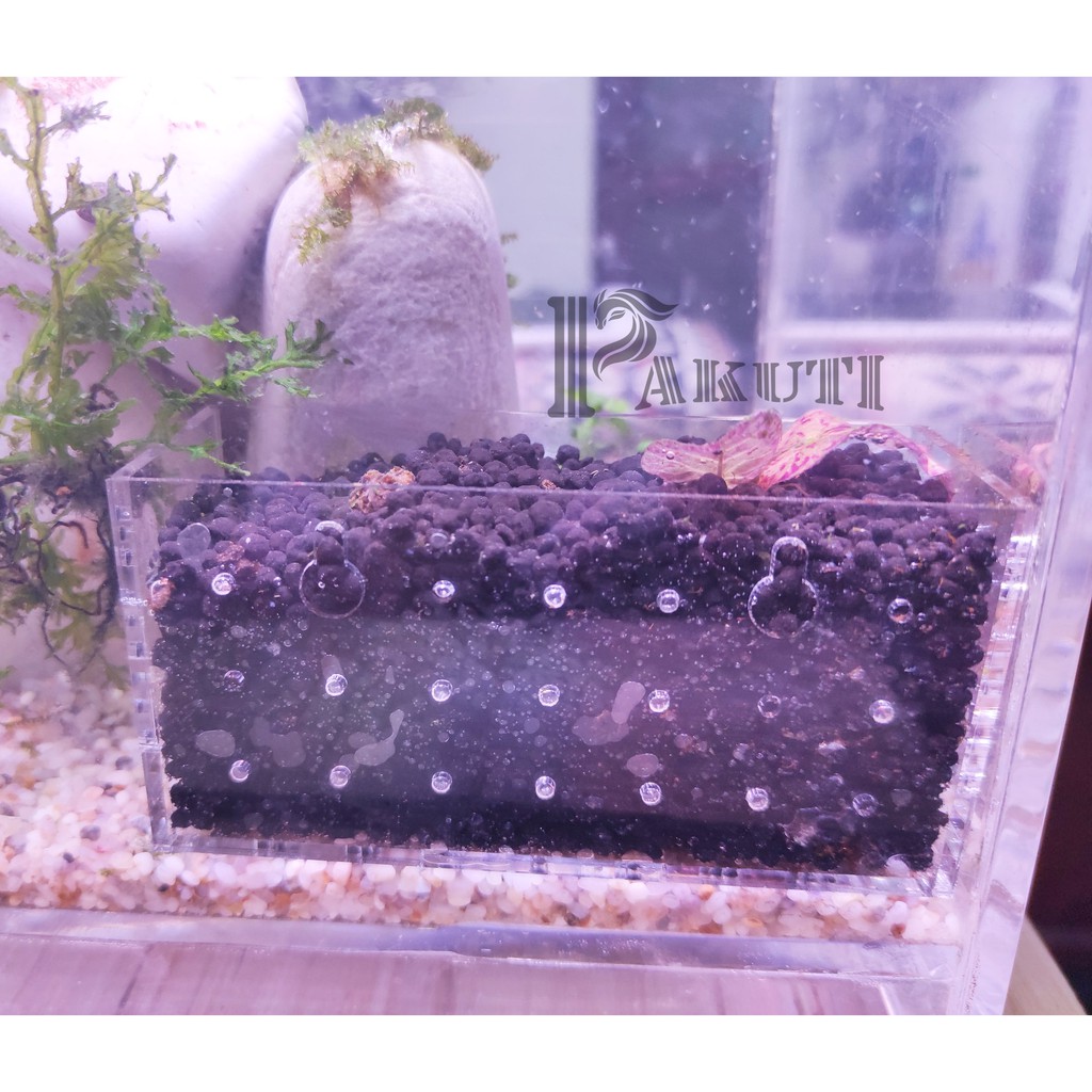 Hộp trồng cây thủy sinh mica đẹp 10x5x5 kèm nút hít