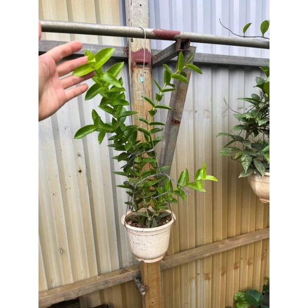 Chậu cây hoa Cẩm Cù Densifolia đang nhiều cồi, phát triển khoẻ