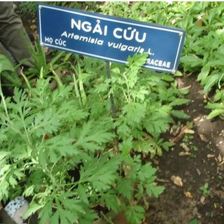 Hạt giống cây ngải cứu - 1 gói 50 hạt