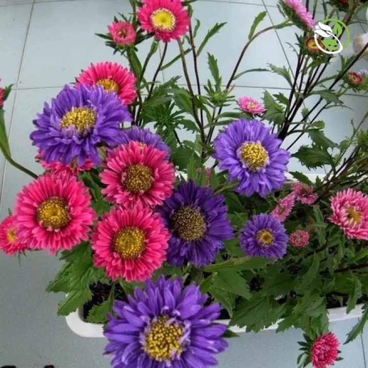 Hạt Giống Hoa Cúc Đài Loan Mix PN-18 - Gói 500mg - Callistephus Milady Mix