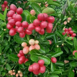 Chậu cây giống si ro ( cây siro cao 40 - 50cm )
