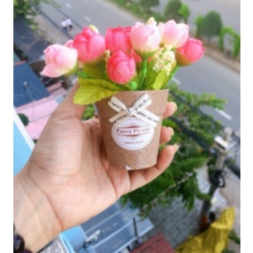 Chậu hoa nụ nhí để bàn tươi tắn xinh xắn mẫu hoa búp nụ