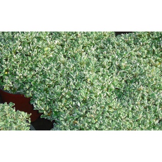 [Kiểng lá] Cây giống cẩm thạch dây - Trang Flowers