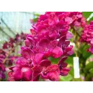 Phong lan đai châu màu cam - ngọc điểm thái hàng hoa tết