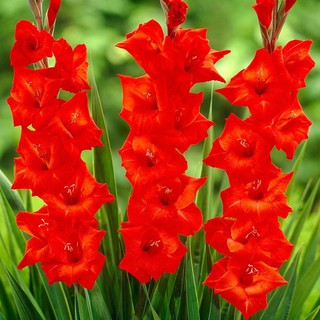COMBO 10 CỦ HOA LAY ƠN HÀ LAN MÀU ĐỎ