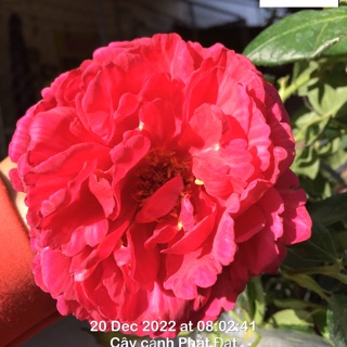 Cây cảnh nhà vườn