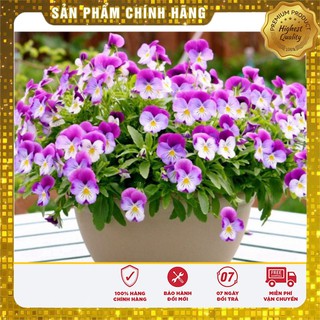 BỘ gói hạt giống PANSY