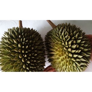 Cây Sầu Riêng SÁU HỮU