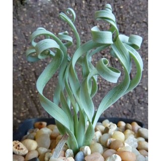 5 Hạt giống Cỏ xoắn ốc
