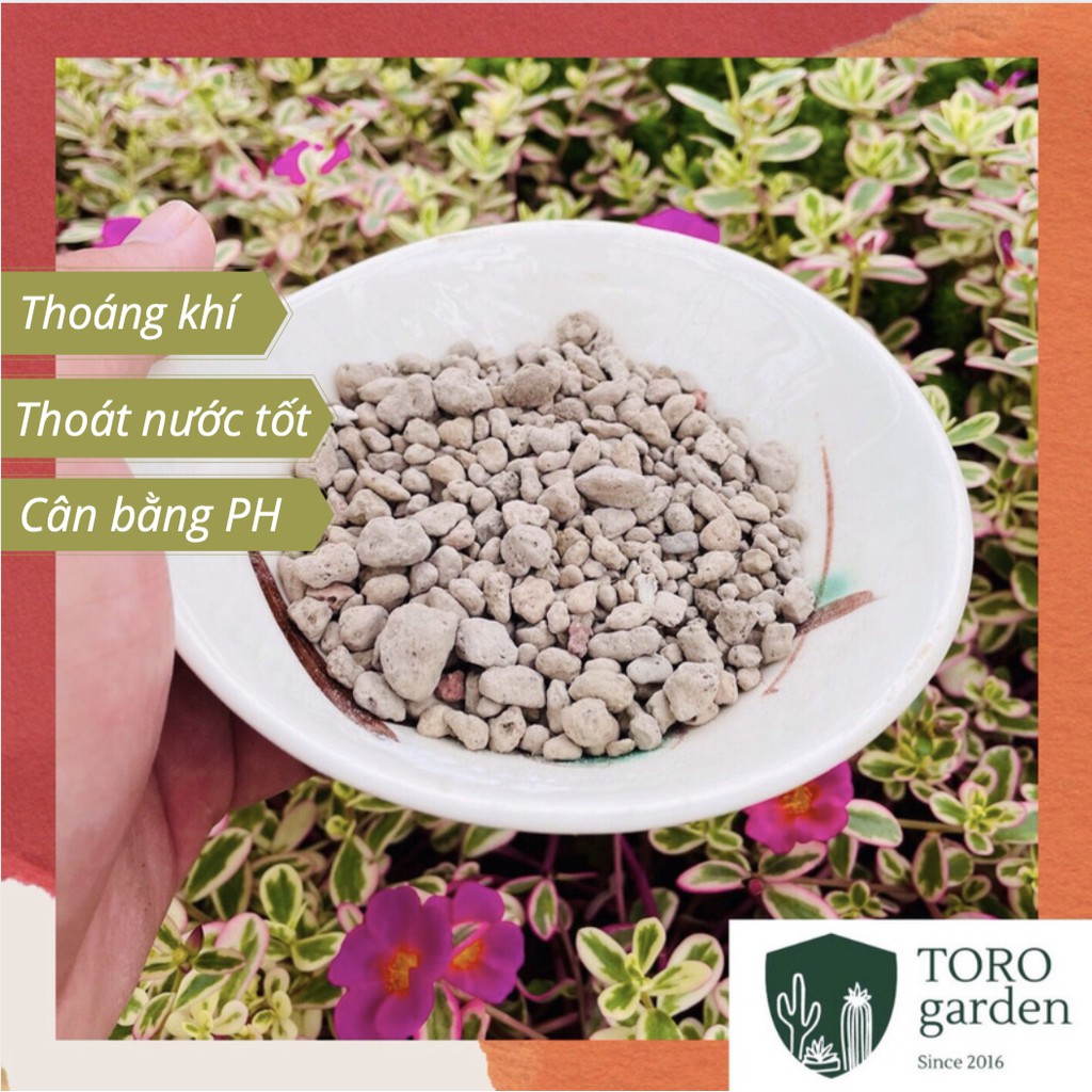 ĐÁ PUMICE (1kg)  SIÊU PHẨM CHO SEN ĐÁ, XƯƠNG RỒNG