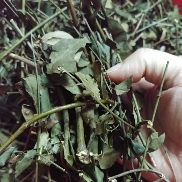 Chè vằng sẻ, trà vằng phơi khô, lá vằng lợi sữa, giúp sữa về nhiều - túi 1kg