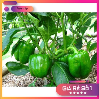 Hạt giống Ớt Ngọt F1 (0.1g)