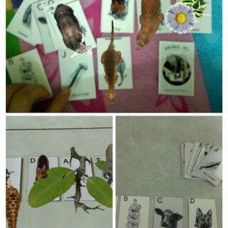Thẻ học thông minh animal 4d